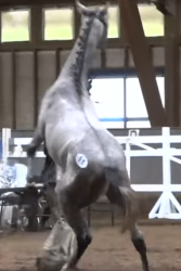 HORSE-ReTraining〜